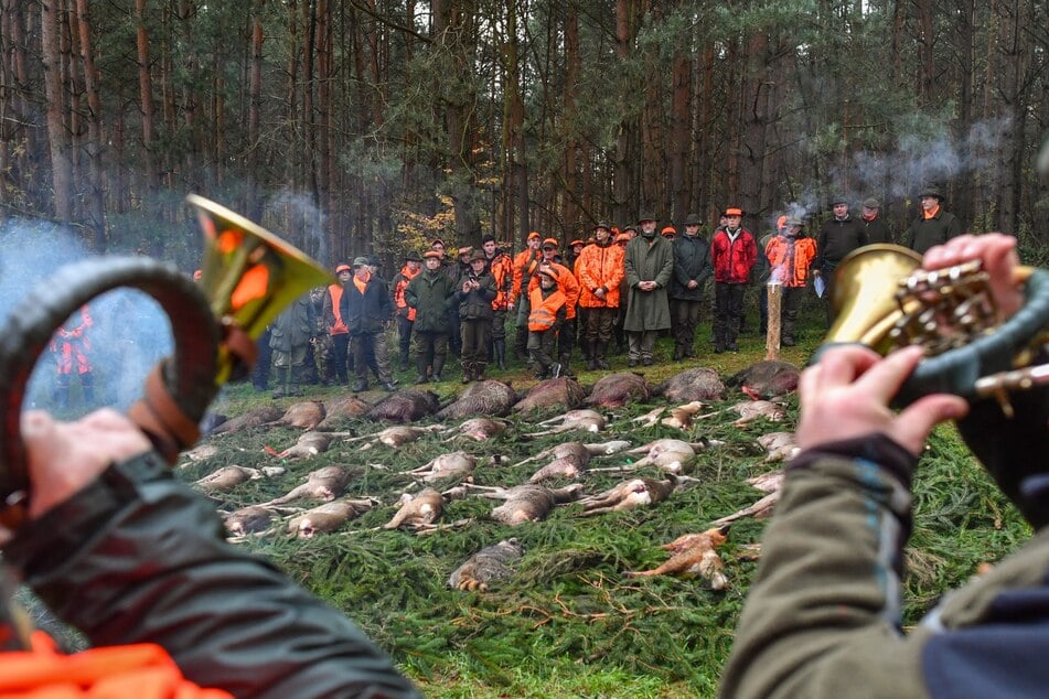 Die Saison der Drückjagden geht in Sachsen bis Ende Januar.