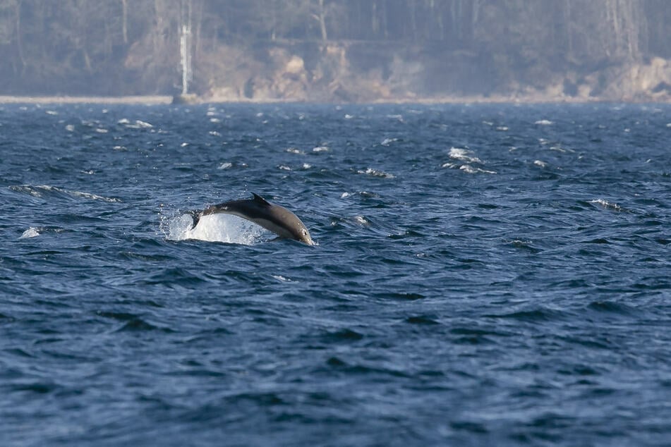Der Delfin springt in der Eckernförder Bucht aus dem Wasser.