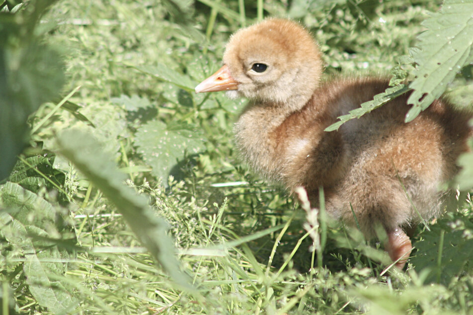 Dieses Kranichküken ist zwar allein unterwegs, verlassen ist es allerdings nicht. Seine Eltern sind nur auf Futtersuche.