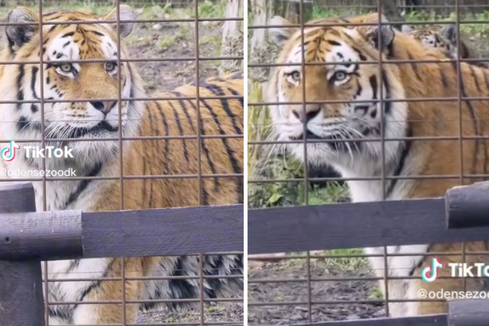Boris, der Sibirische Tiger, ist verwirrt - mit diesen Besuchern hätte er wohl nicht gerechnet
