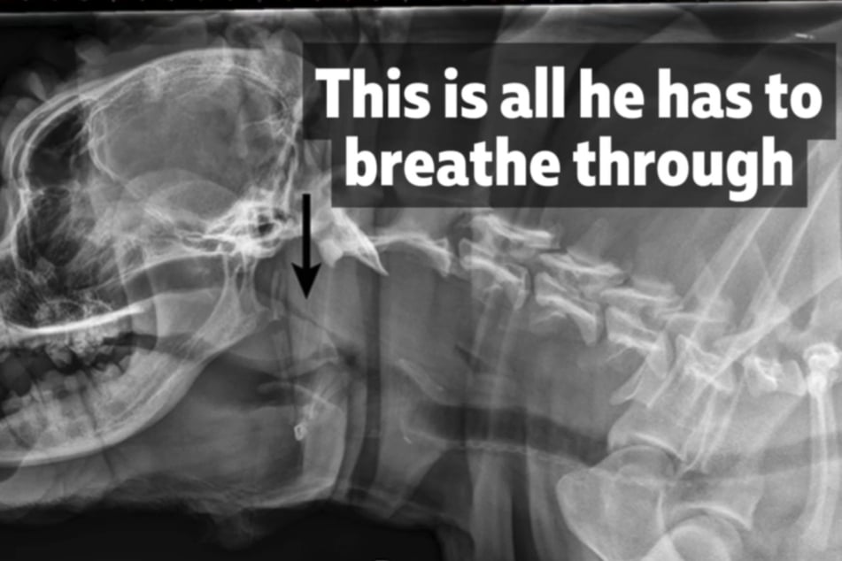 X-ray images shared illustrated the narrow channel Dimples used to breathe.