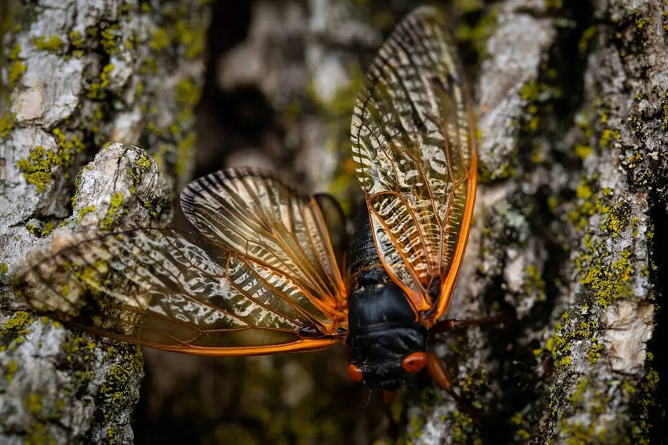 Cicadas are more of an annoyance than a destructive force.