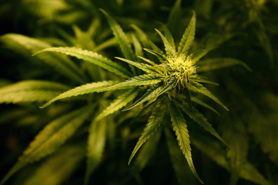 Eine Cannabis-Pflanze blüht (Symbolbild).