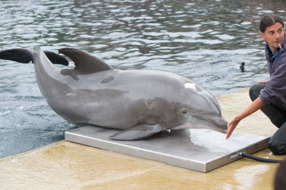 Delfin Moby erschien am Sonntag nicht zur üblichen Futterrunde.
