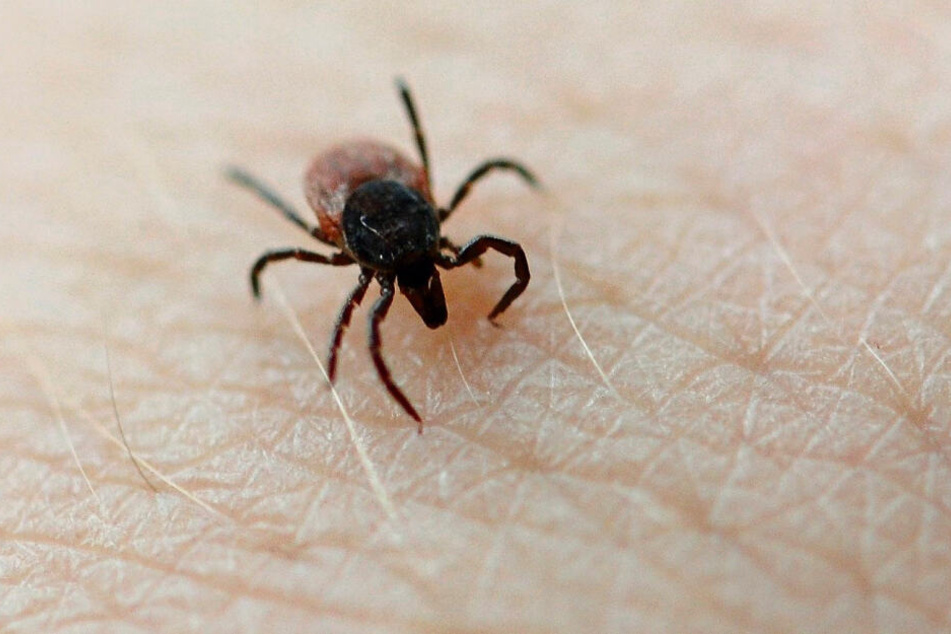 In Risikogebieten trägt schätzungsweise jede 100. Zecke das FSME-Virus in sich.