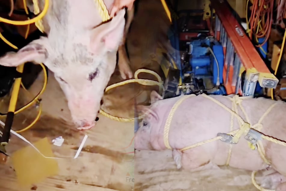 Skupina mužů týrá a připoutává prasátko: co pak zachránci objeví, rozbije jim srdce podruhé!