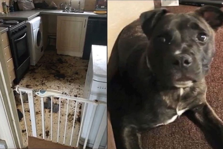 Überall lag im "Gefängnis" des Hundes noch sein Fell herum!