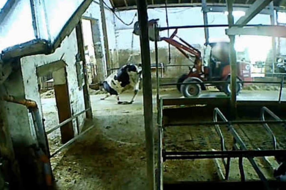 In den Videoaufnahmen der Soko Tierschutz sieht man, wie eine Kuh durch den Stall geschleift wird.