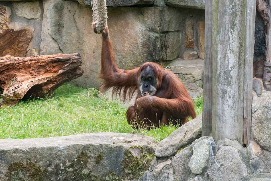 In gut zwei Jahren können die Orang-Utans endlich in ihr neues Zuhause umziehen.