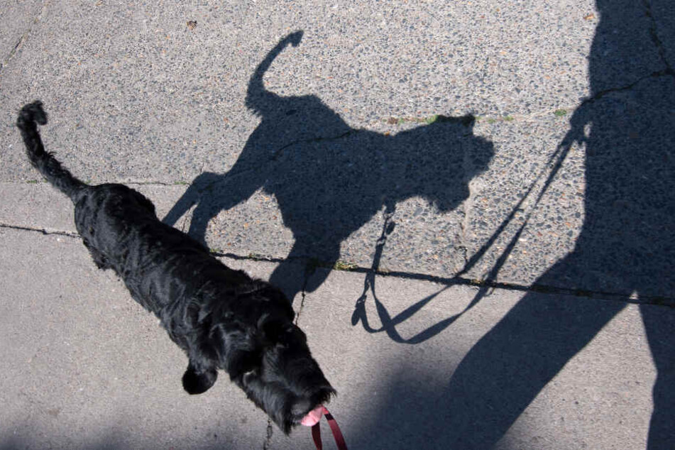 Der Hund riss sich von der Leine und wurde kurz darauf von einem Auto erfasst. (Symbolbild).