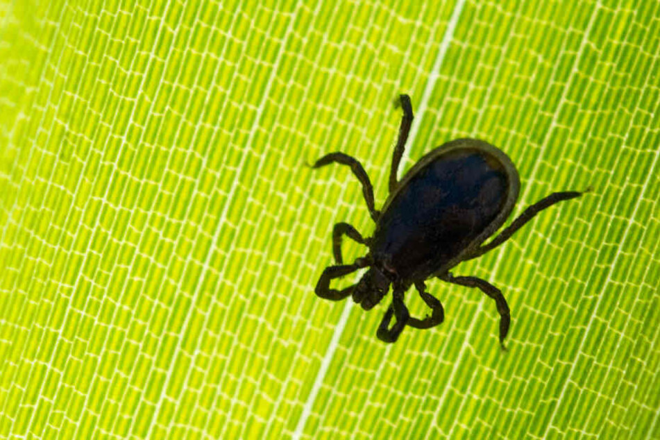 Eine Zecke ist auf einem Blatt in einem Garten zu sehen.