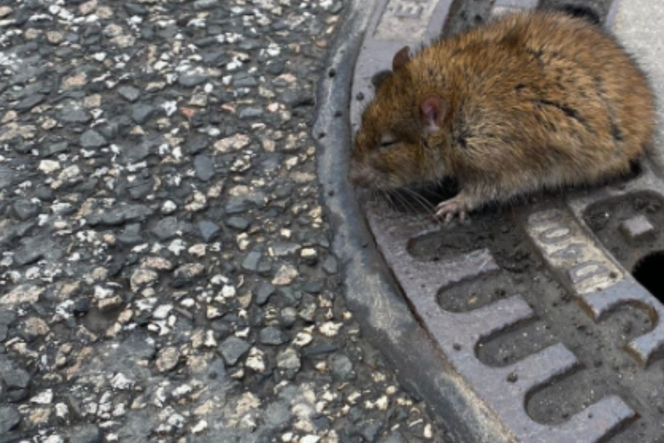Ratte steckt in Gullydeckel fest! Feuerwehr rettet Nager auf ungewöhnliche Weise