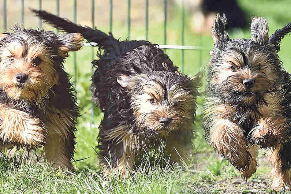 Die Terrier-Mischlinge Tick, Trick und Track wurden aus einem Schmuggel-Transporter gerettet.