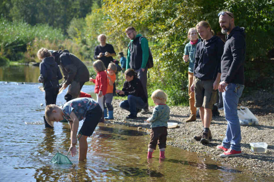 Ökosystem erforschen: Vor allem junge Neugierige wateten mit Kescher im seichten Ufer des Stadtfluss-Abschnitts in Altchemnitz.