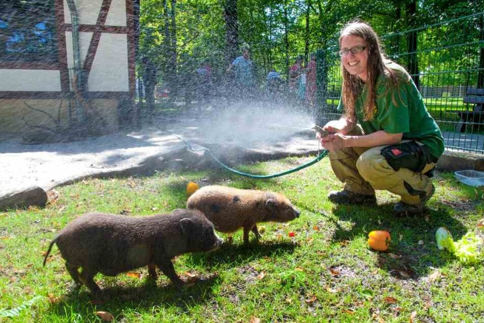 Bettina Hurgitsch (30) bespritzt die
Minischweine im Chemnitzer Tierpark
mit kühlem Wasser.