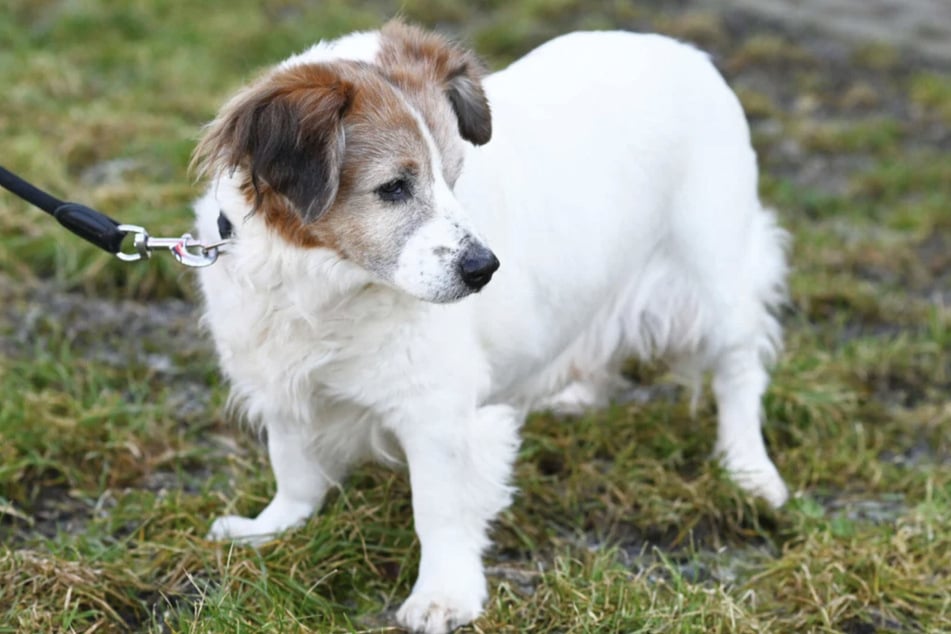 Trotz seines hohen Alters genießt Toby noch jeden Spaziergang.