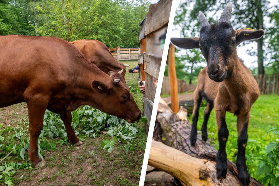 Chemnitz: Wie anno dazumal! Chemnitzer Tierpark eröffnet Bauernhof - wie 1883