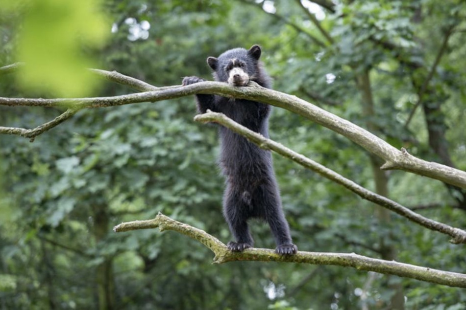 Besucher des Tierparks können nicht genug von Hans bekommen.
