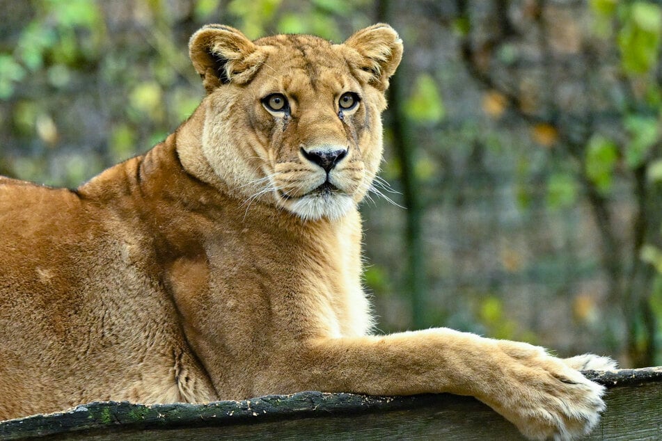 Nach einer heftigen Hitzewelle sind im Zoo von Tokio drei Löwen verstorben. (Symbolfoto)