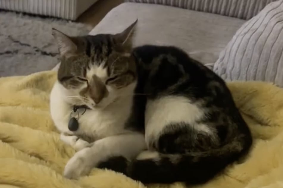The cat made itself comfortable on the sofa.