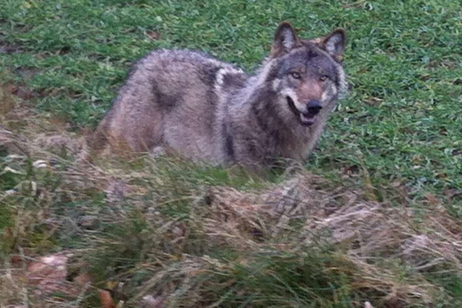 Bis Ende März darf der Problemwolf noch geschossen werden.