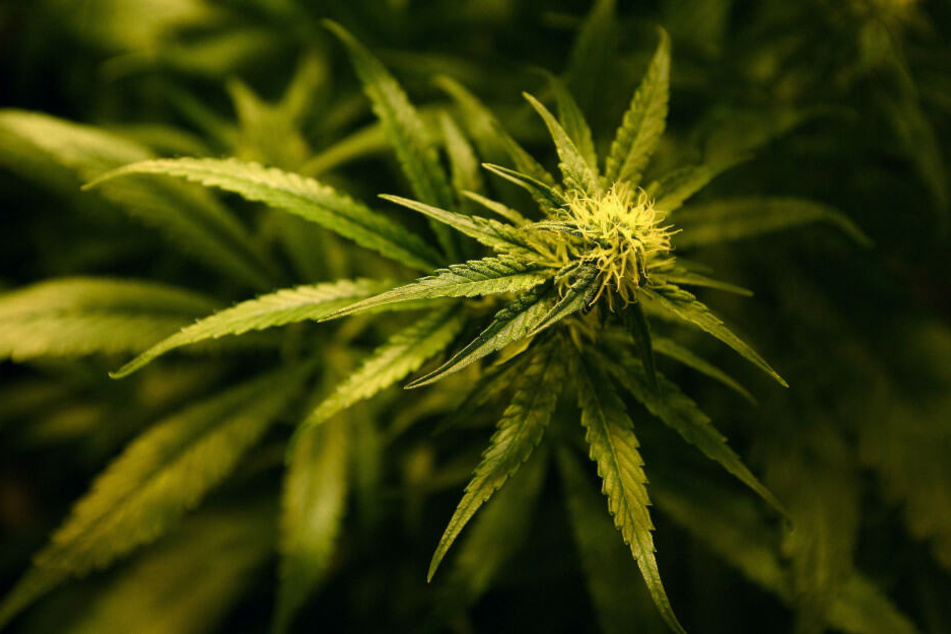 Die CDU lehnt eine Legalisierung von Cannabis bislang strikt ab.