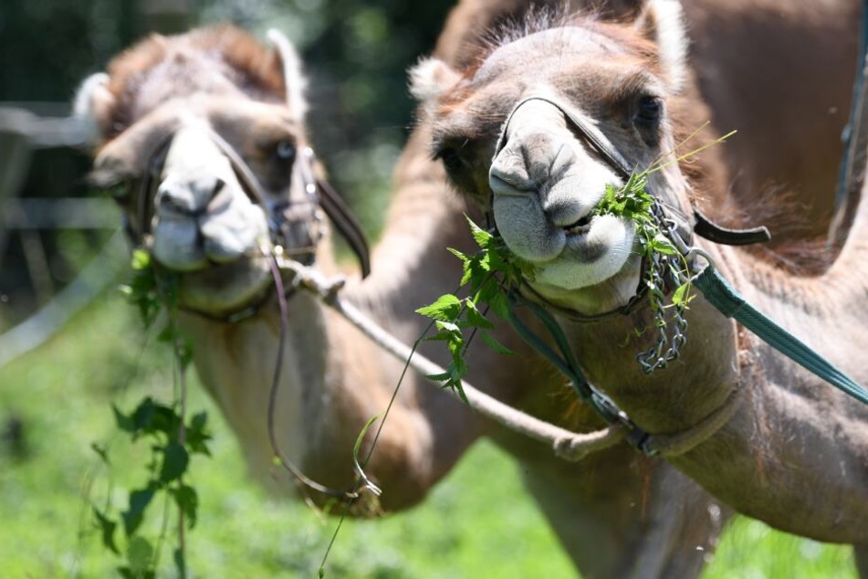 Die Kamele waren aus einem Zirkus ausgebüxt. (Symbolbild)