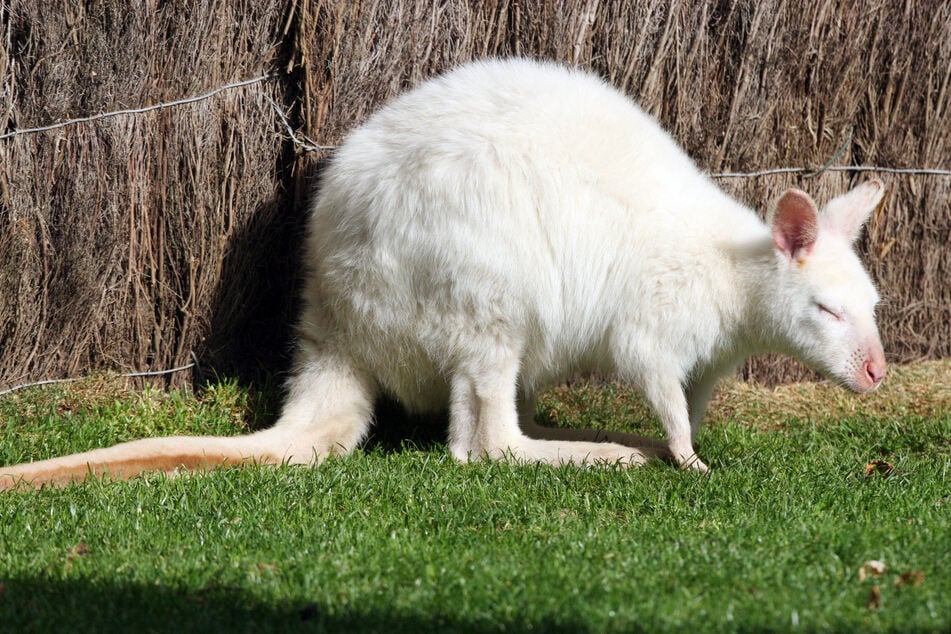 Die kleine Fellnase ist gerade mal ein Jahr alt und hat vor ihrem Verschwinden Tausende Parkbesucher begeistert. Doch jetzt ist das Albino-Wallaby wie vom Erdboden verschluckt. (Symbolbild)