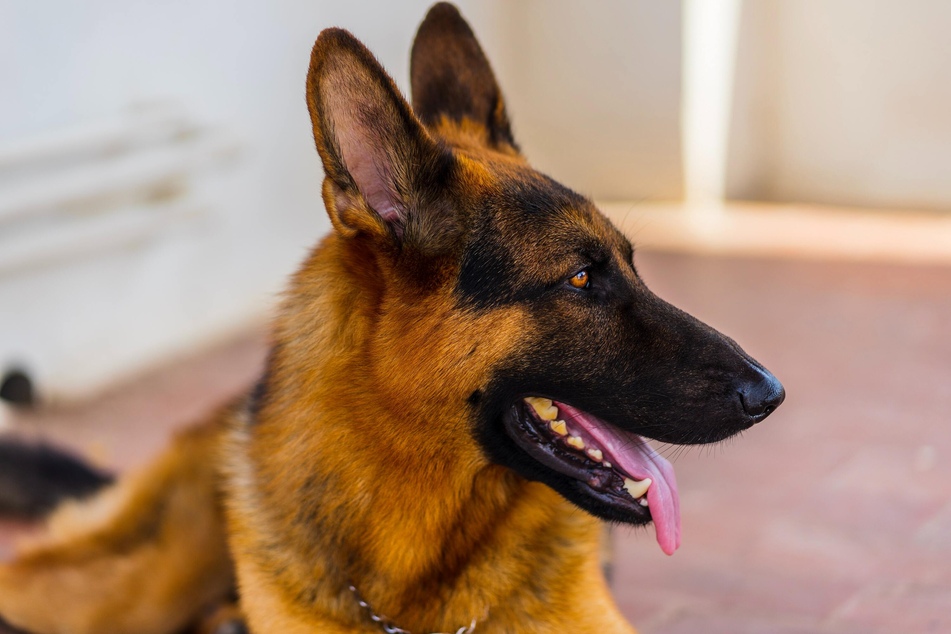 Der von ihr freigelassene Schäferhund wurde in ein Tierheim gebracht. (Symbolbild)
