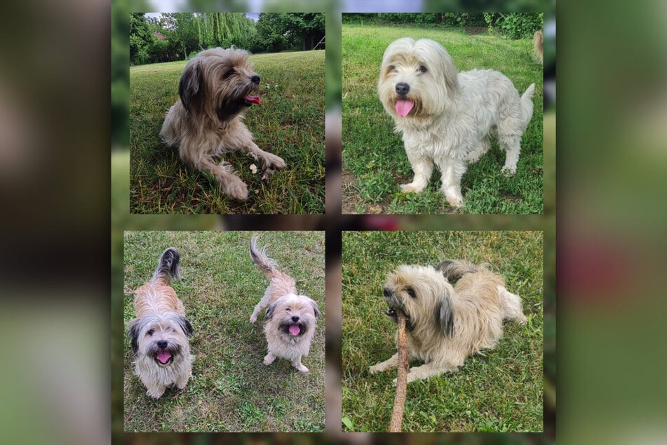 Die aufgeweckten Hundedamen Lani, Enya und Gigi suchen neue Familien.