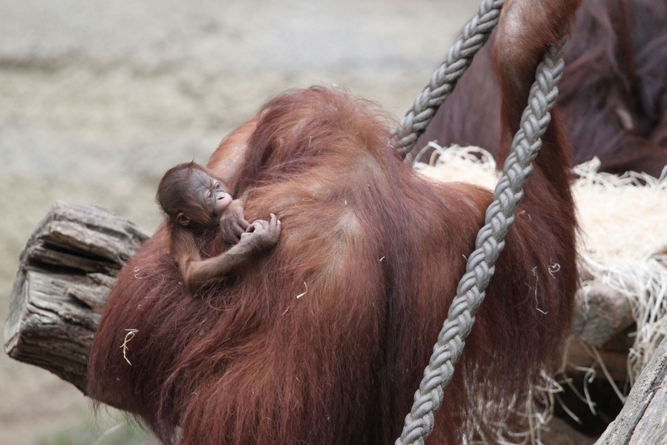Die Orang-Utan-Mutter Cantik kümmert sich fürsorglich um ihr kleines Mädchen.