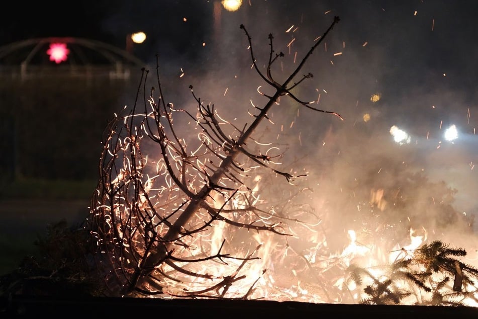 Im Januar will Köthen ein Knutfest veranstalten. (Symbolfoto)