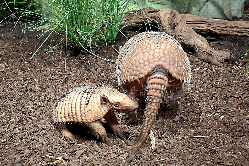 Ein Gürteltierjunges läuft mit seiner Mutter Amelie in der Anlage des Tierparks Hagenbeck herum.
