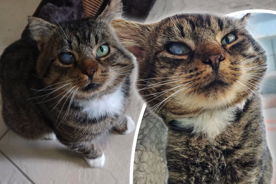 Un rostro con historia: el gato acurrucón Bob quiere ser amado al fin