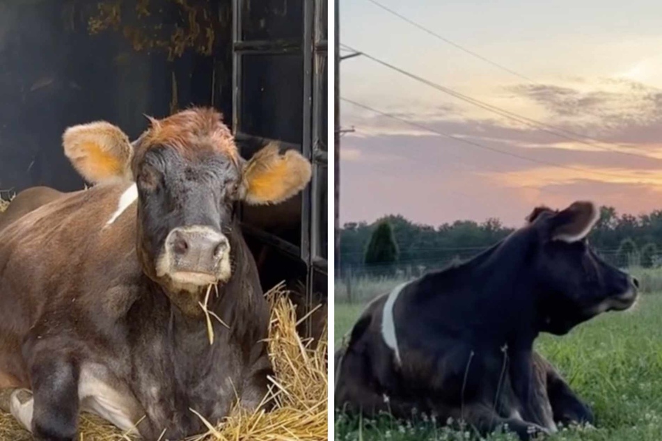 Blind cow finally finds a friend after 19 lonely years of living on a factory farm