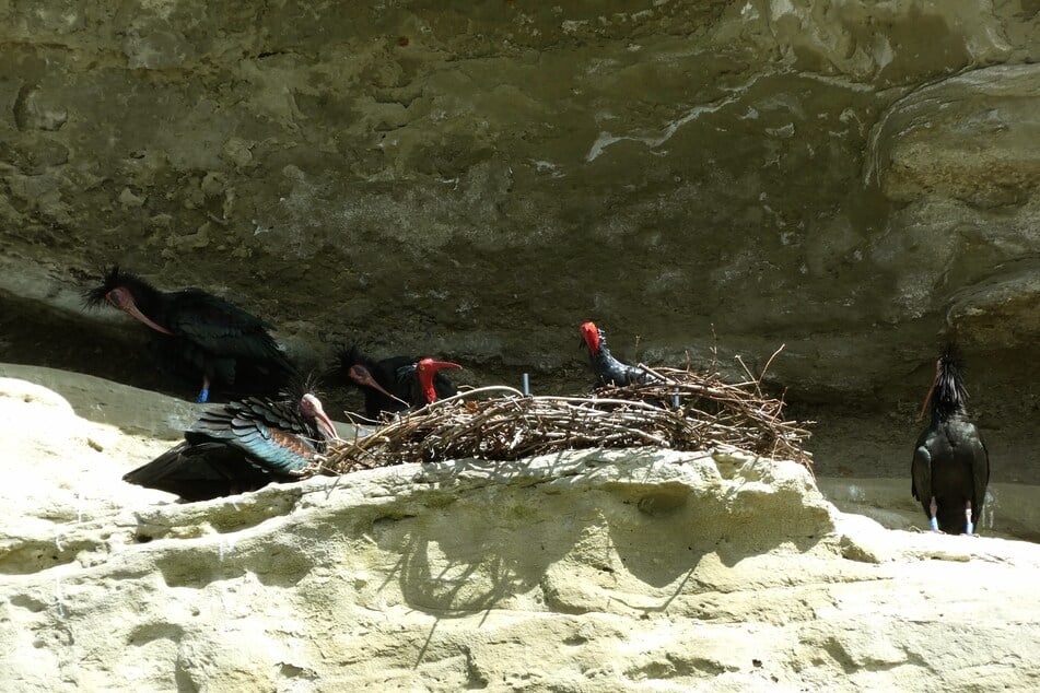 Waldrappe nisten in einer Felsnische in Überlingen am Bodensee neben Vogel-Attrappen.