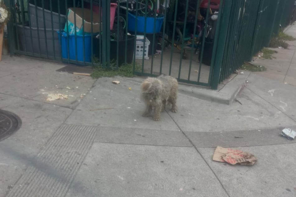 Durante siete días, el pobre perro vagó por las calles.