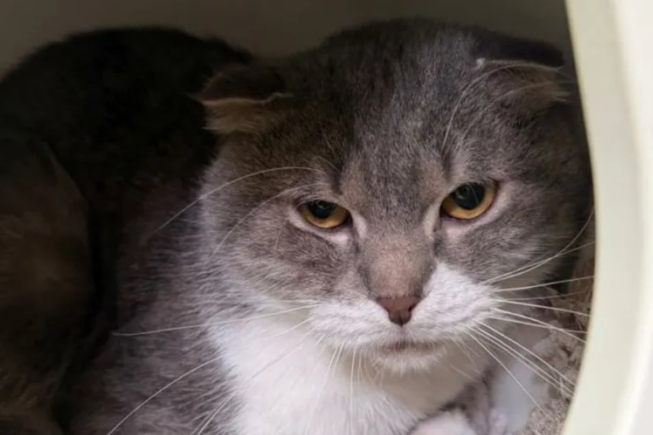 Kočka plemene Scottish Fold byla spolu s dalších 30 kočkami umístěna do útulku v Kolíně‑Dellbrück.