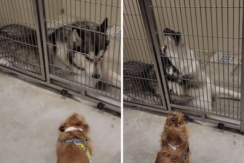 Hunde sehen sich nach 18 Monaten endlich wieder: Ihre Reaktionen rührt Tausende