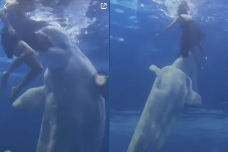This beluga whale is shown on video attacking the visitor again and again.