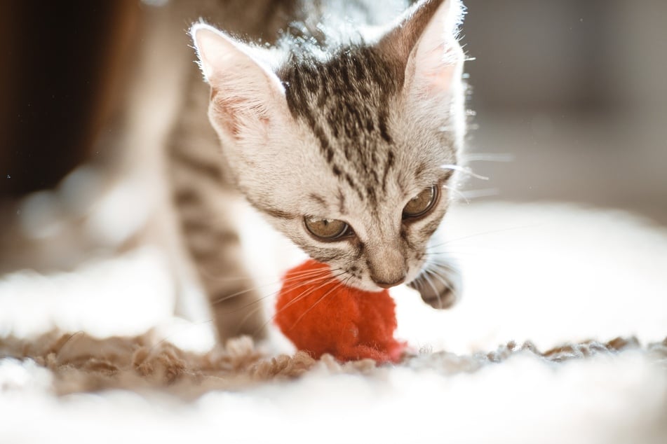 Man kann Katzen das Apportieren beibringen - wenn sie Lust darauf haben.