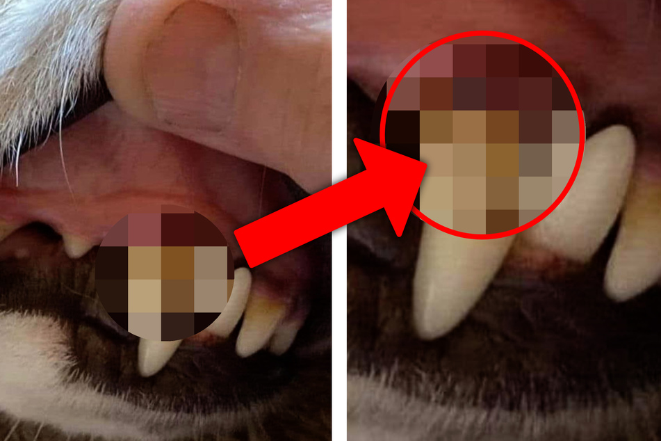 Nach dem Gassigehen: Das entdeckte der Besitzer am Zahn seines Hundes