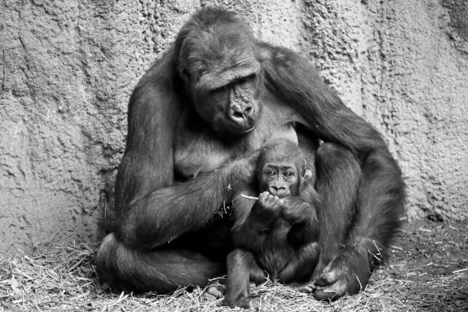 Die 21-jährige Gorilladame Kibara verstarb 2025. Dieses Bild aus dem Jahr 2018 zeigt sie mit einem ihrer Jungtiere. (Archivfoto)