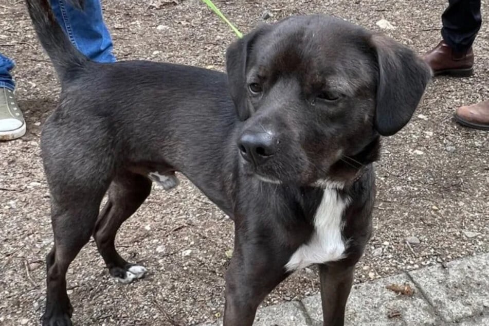 Mieszaniec Kairo marzy o odpowiednim domu u ludzi, którzy potrafią go odczytać i dają mu potrzebną przestrzeń.