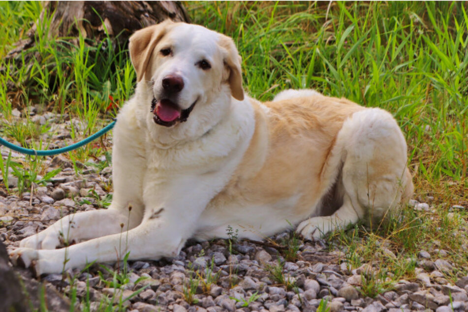 Herdenschutzhund Panchi.