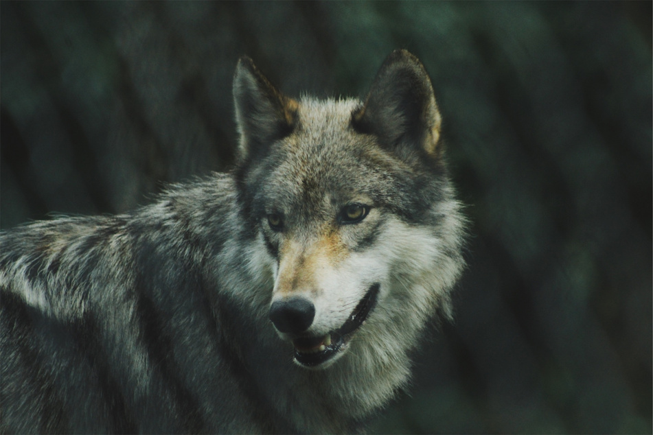 Wolves are remarkable animals, but can be very dangerous.