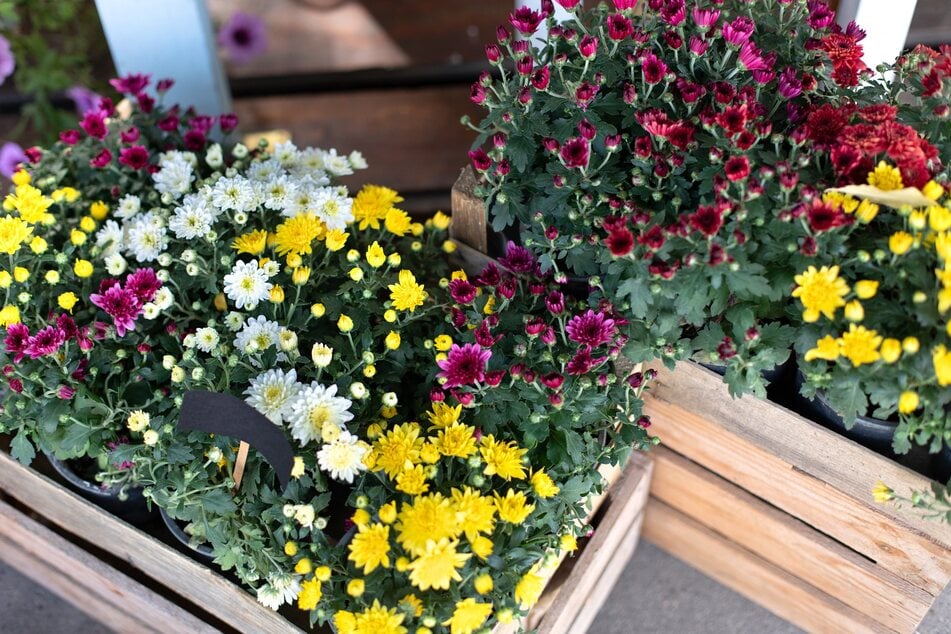 Mit diesen Herbstpflanzen den Balkon gegen das Grau in Grau wappnen