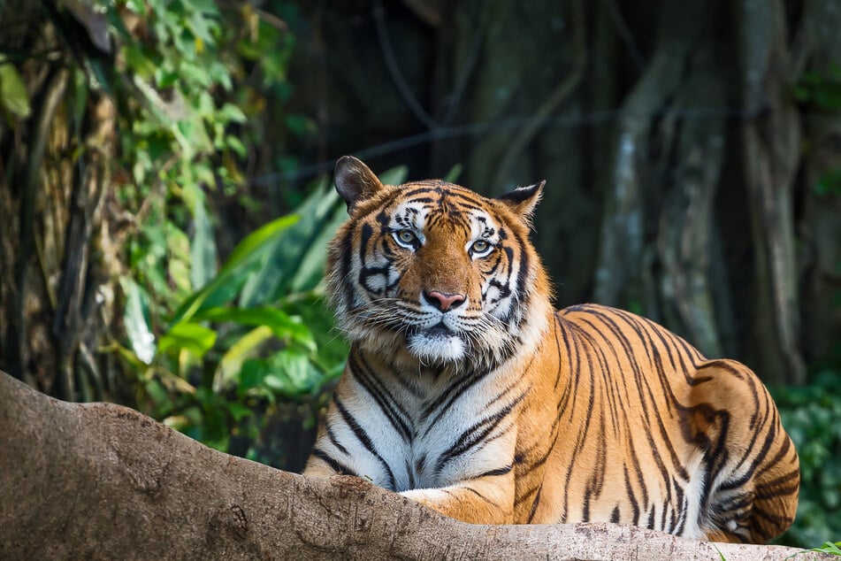 Der bengalische Tiger gehört mit zu den größten Katzen der Welt und lebt unter anderem in Indien. (Symbolbild)