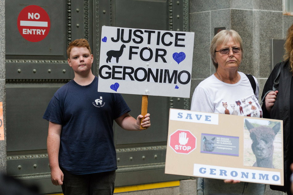 Animal rights protesters demonstrated against the order to euthanize Geronimo the alpaca, and asked for the prime minister to intervene.