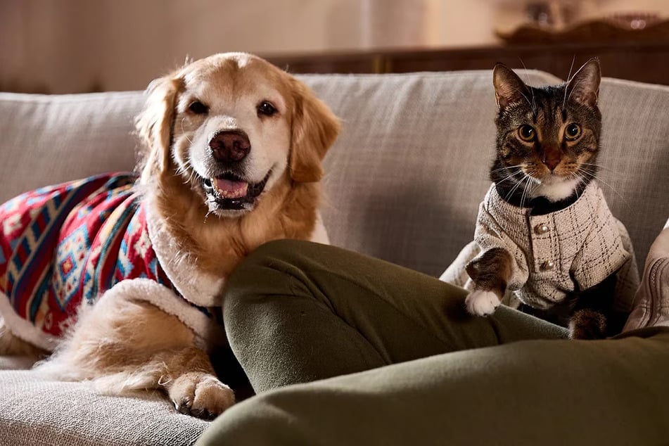 It's paws-ome what Chewy's got on sale this Thursday, November 20